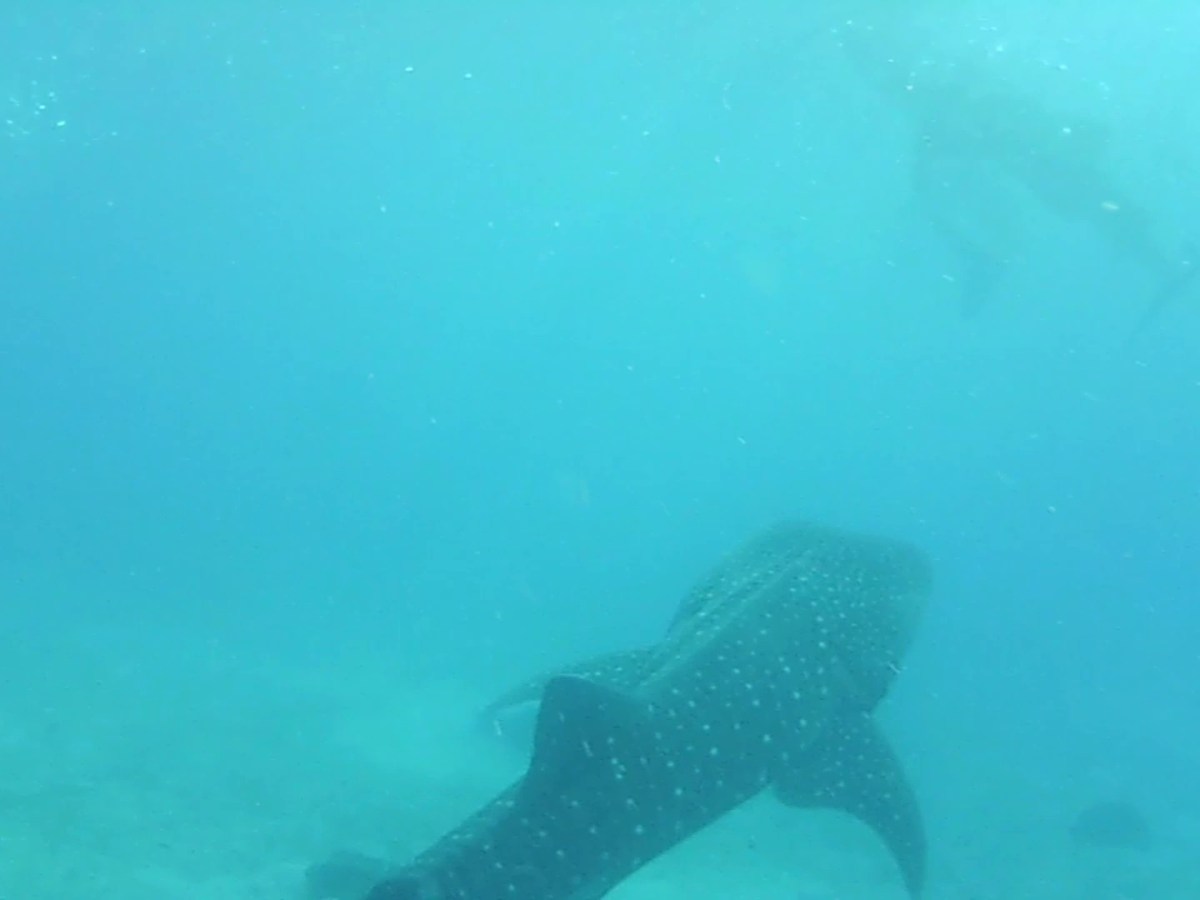 Sardines and Whale&nbsp;Sharks